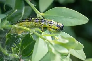 Larwa ćmy bukszpanowej