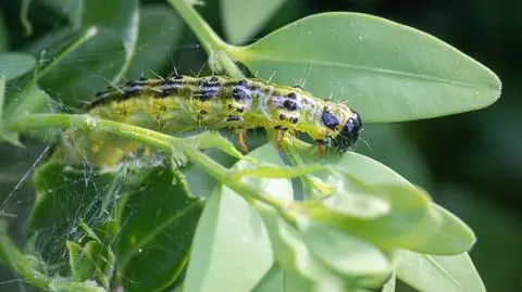 Larwa ćmy bukszpanowej