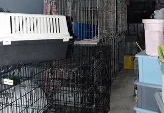 Z wynajętego busa słychać było miauczenie. W środku znaleźli 19 kotów