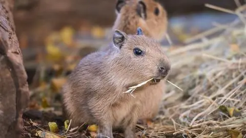 Dwa maluchy kapibary przyszły na świat w zoo