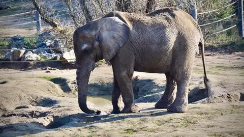 Słonica Kinga w zoo w Poznaniu