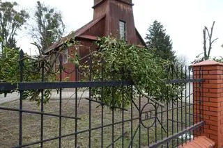 Przycinki miały na celu walkę z jemiołą 