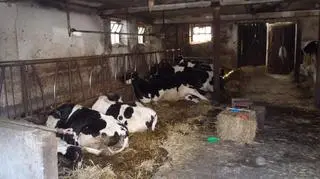 Zginęło 11 krów znajdujących się w oborze