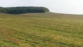 141 hektarów obsianych soją jest poddzierżawianych przez brata wiceministra Kaczmarczyka