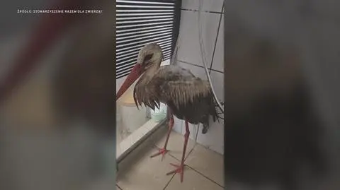 Klatka kluczowa-29951