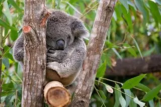 Koala - zdjęcie poglądowe