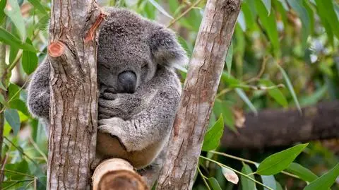 Koala - zdjęcie poglądowe