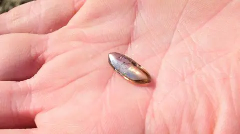 Diament William