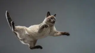 Naukowcy odkryli koci sekret. Tak spadają na cztery łapy