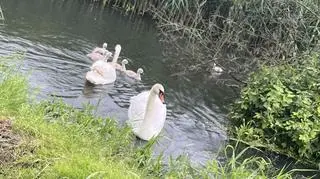 Na małego łabędzia nieopodal czekała jego rodzina
