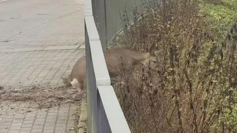 Klatka kluczowa-30705