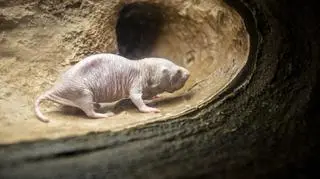 To zwierzę żyje dziesięć razy dłużej niż kuzyni. Badacze wiedzą dlaczego
