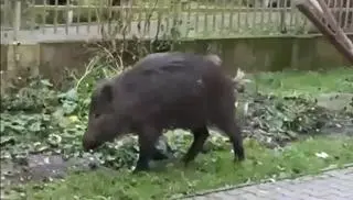 Dziki na osiedlu Podwawelskim w Krakowie