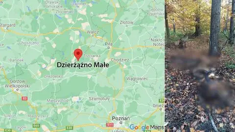 Zwierzę znalezioną w Dzierżążnie Małym w Wielkopolsce