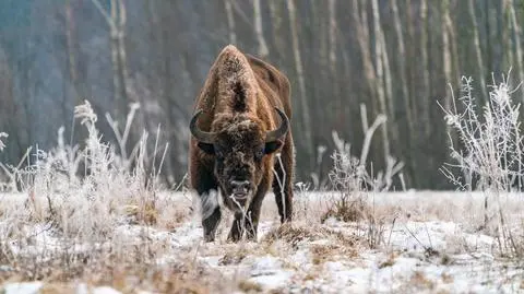 Puszcza Białowieska (zdjęcie ilustracyjne) 