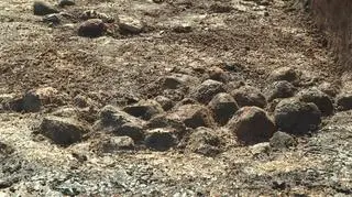 Wykopaliska archeologiczne w Wolinie
