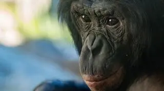 Szympans uszkodził szybę w zoo. W środku byli zwiedzający