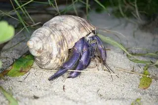 Pustelniki występujące na plażach wyspy Amami Oshima