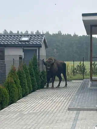 Żubr uciekł z prywatnej hodowli pod Poznaniem