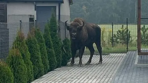 Żubr uciekł z prywatnej hodowli pod Poznaniem