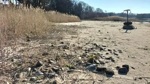 Brzeg wysychającego jeziora Świętajno Narckie na Mzurach