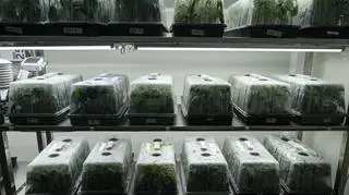 "Marihuana nie jest lekiem pierwszego wyboru"