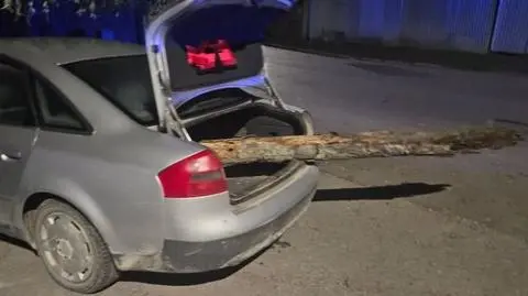 Mężczyzna przewoził swoim audi drzewo