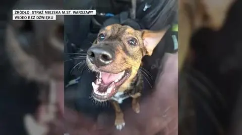 Koalicja wielkich firm w sprawie sztucznej inteligencji