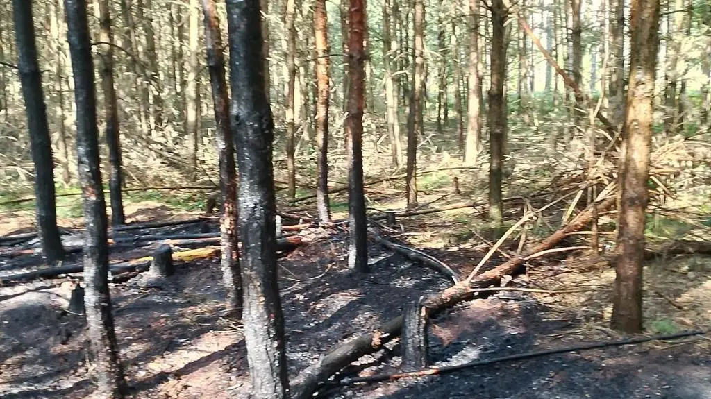 Płonęło 400 metrów kwadratowych lasu