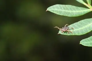 Kleszcz wędrowny Hyalomma marginatum - zdj. ilustracyjne