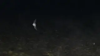 Nietoperze odgrywają ważną rolę w ekosystemie