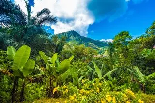 Rośliny na Madagaskarze mają coraz mniejsze nasiona