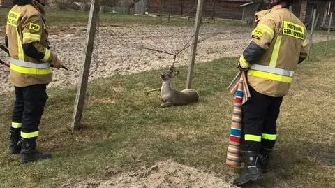 Zwierzę nie było w stanie samo się uwolnić