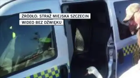 slideshow szczecin