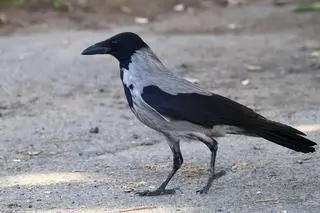 Wrona orientalna
