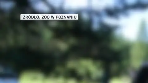puma zatrzymanie