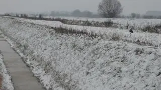 Mieszkańcy widują go codziennie 