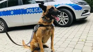 Wyszkolony owczarek belgijski znalazł krzak marihuany