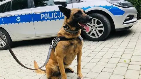 Wyszkolony owczarek belgijski znalazł krzak marihuany