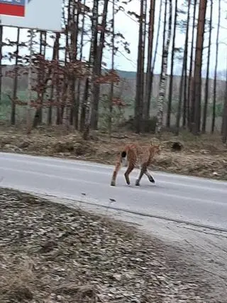 Nadleśnictwo Brodnica odwiedził ryś euroazjatycki