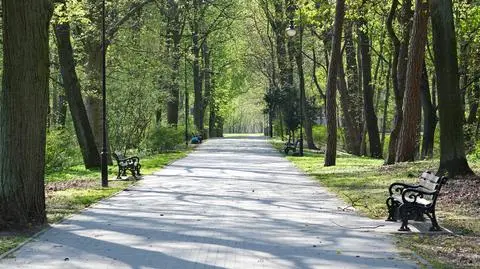 Drzewa masowo znikają z miast i miasteczek. "Trzeba odbetonować każdy możliwy fragment"