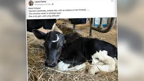 Oto cielak z "zaćmieniem Słońca" na czole. Urodził się w wyjątkowy dzień