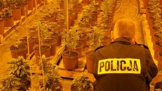 Plantację zdradził charakterystyczny zapach marihuany