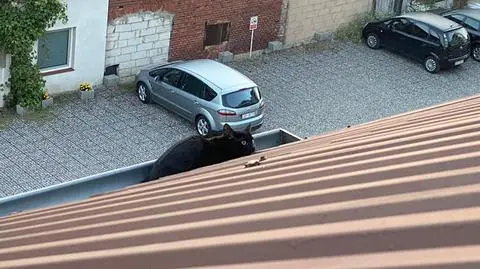 Kot był uwięziony w rynnie dachu jednego z bloków w Solcu Kujawskim