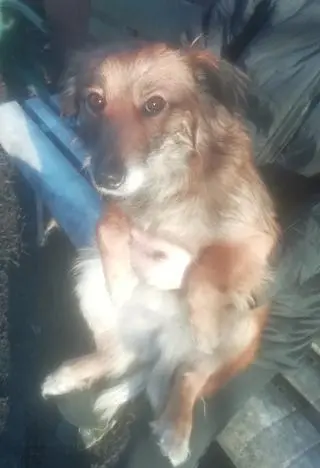 Beti czeka na nowego właściciela