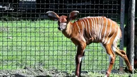 "Bongini" skończyła dwa tygodnie