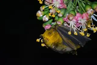 Owocowiec liścionosy (Artibeus jamaicensis)