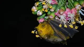 Owocowiec liścionosy (Artibeus jamaicensis)