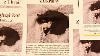 Krakowskie Stowarzyszenie Obrony Zwierząt wydrukowało ulotki z informacją o poszukiwaniach 