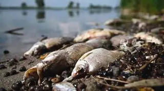 Katastrofa ekologiczna w Odrze. Zdjęcie z 2022 roku